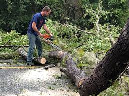 Professional Tree Care in Sparta, WI