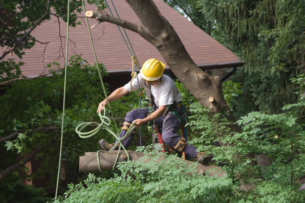 Best Lawn Pest Prevention  in Sparta, WI