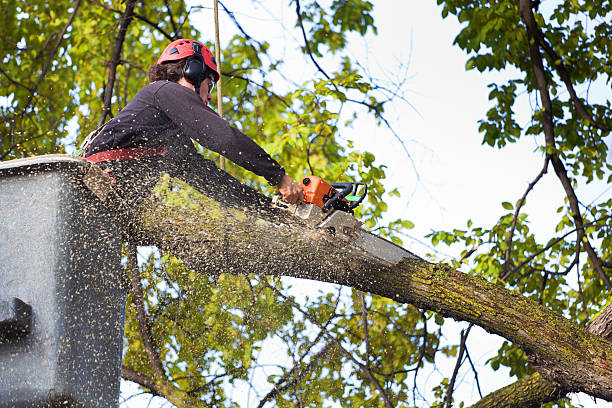 Best Aeration Services  in Sparta, WI